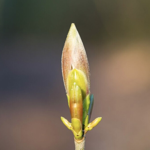 Ноты в ароматах